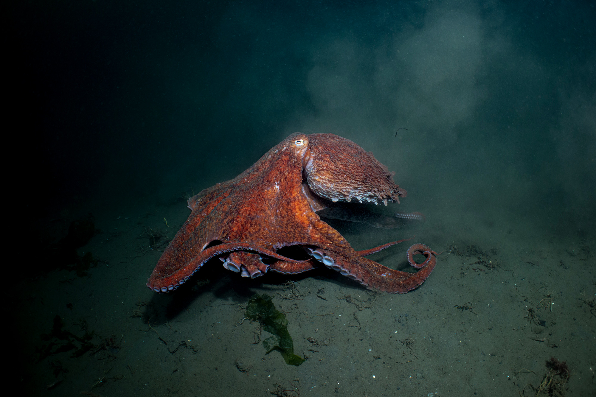 Giant Pacific octopus