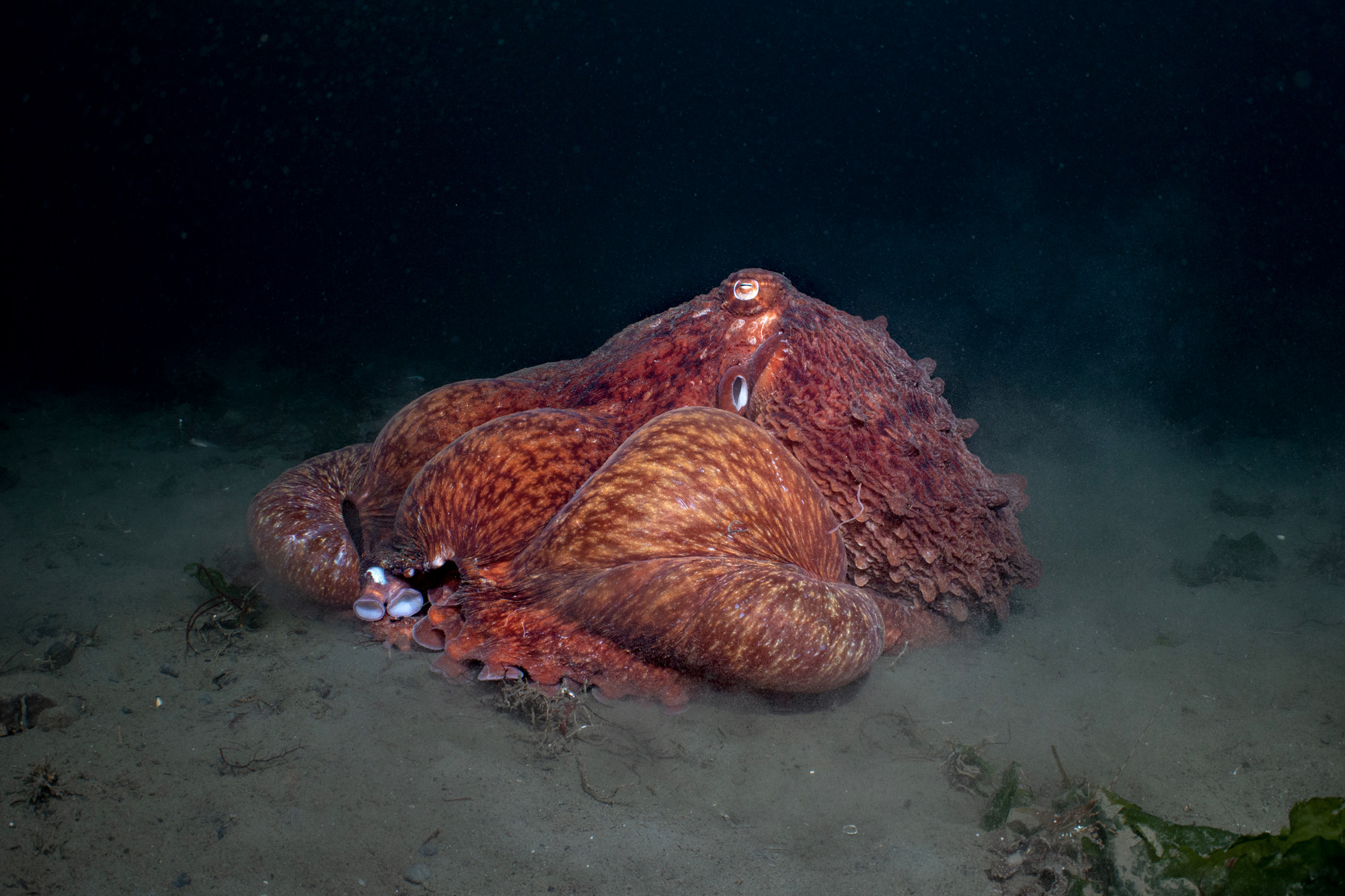 Giant Pacific octopus