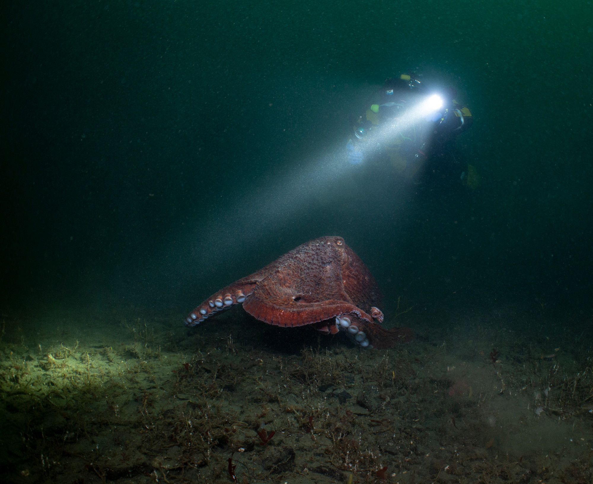 Giant Pacific octopus