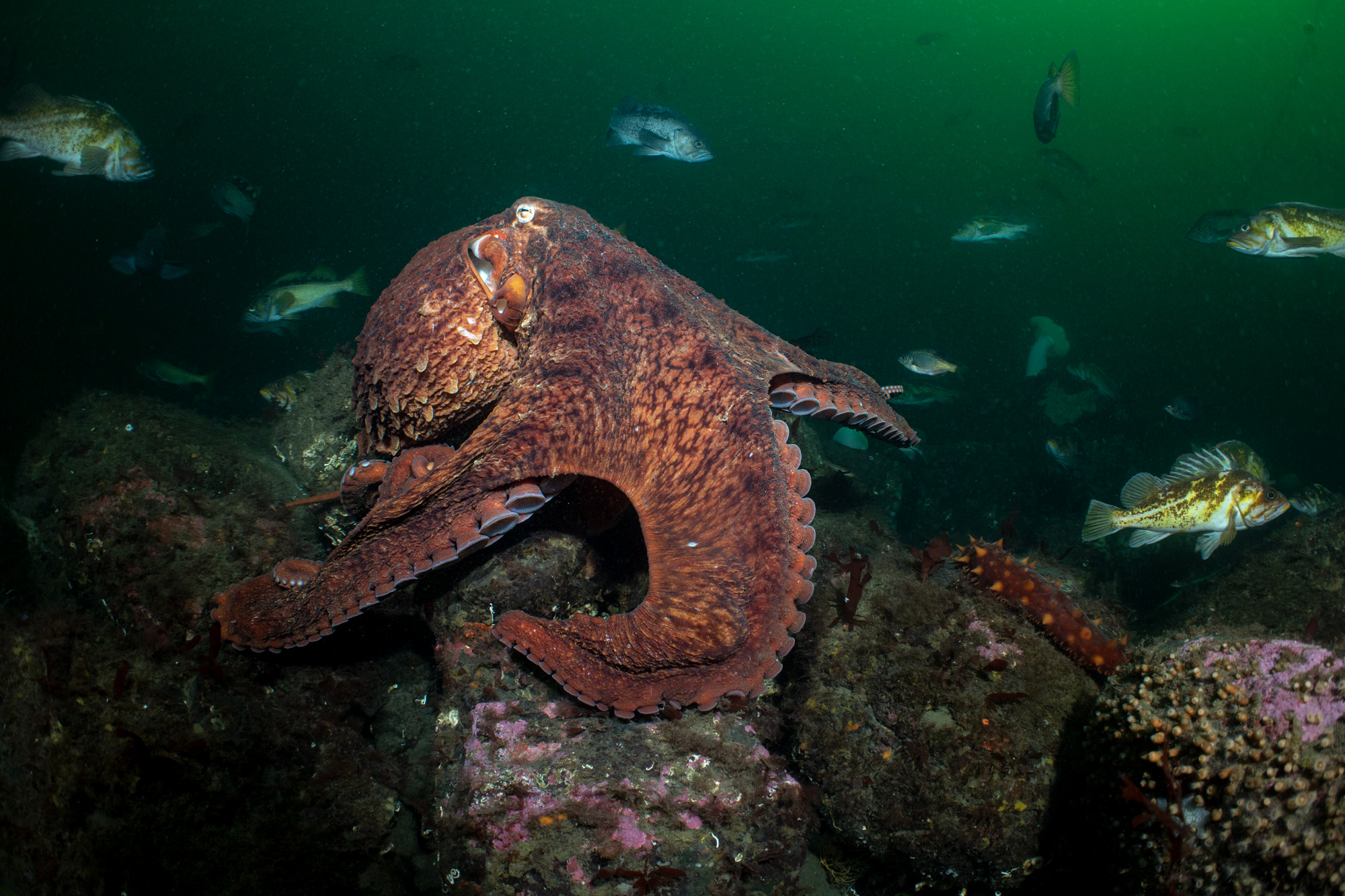 Giant Pacific octopus