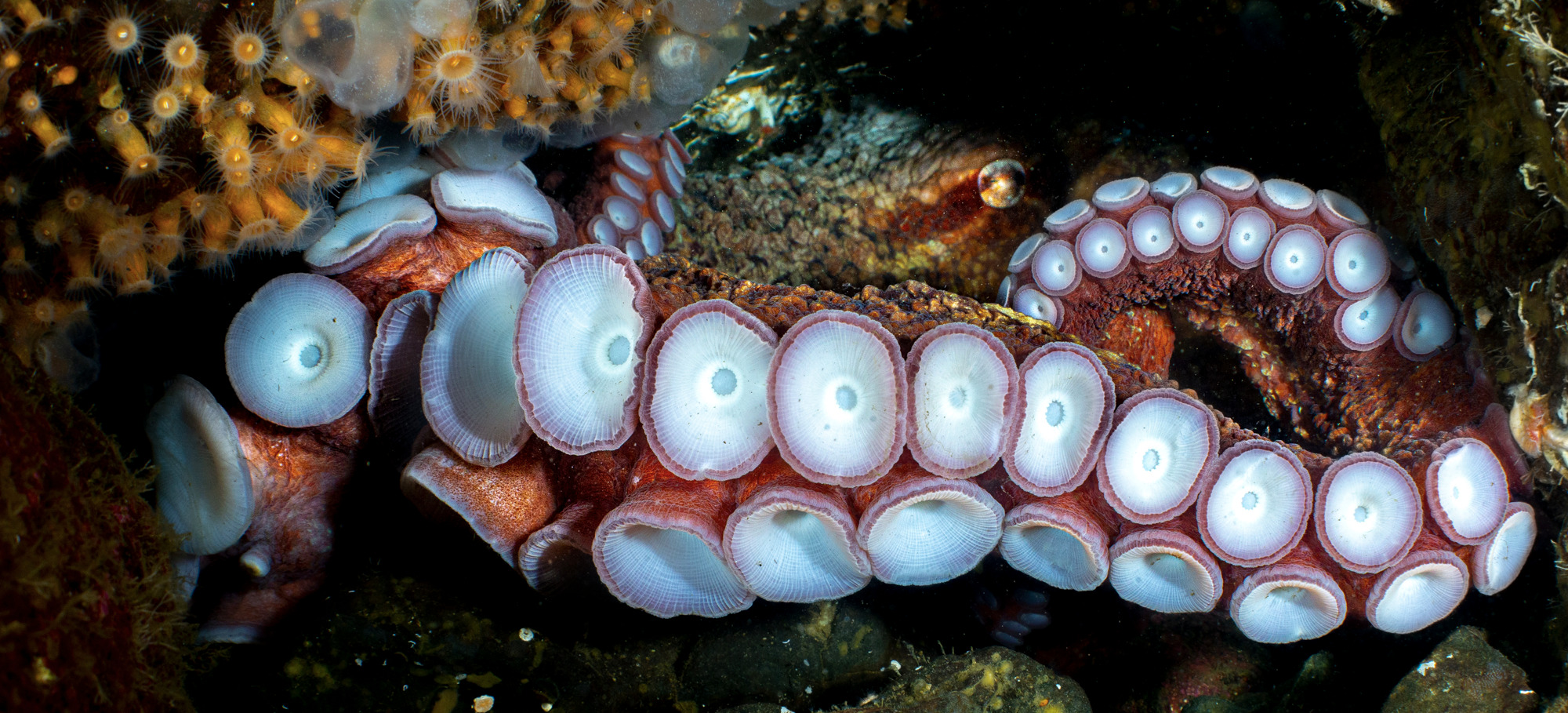 Giant Pacific octopus