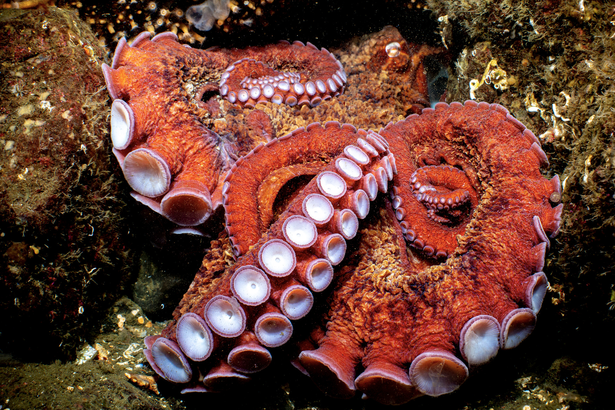 Giant Pacific octopus