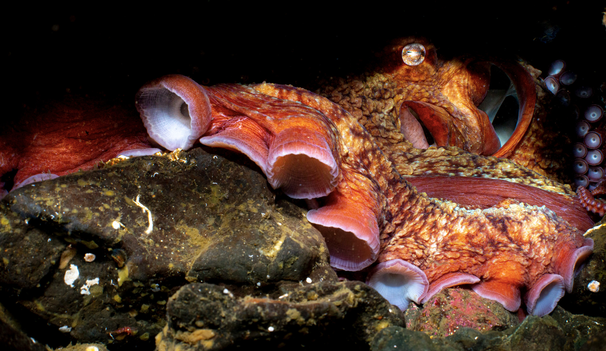 Giant Pacific octopus
