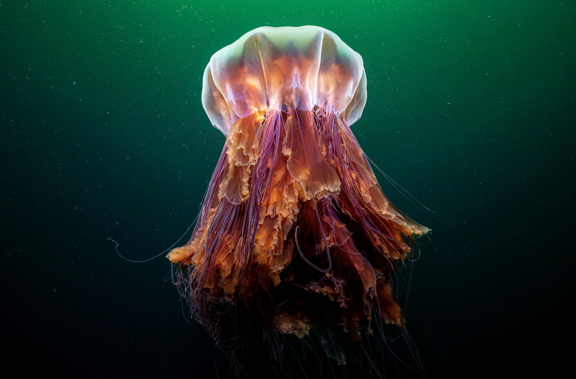 Lion's mane jellyfish