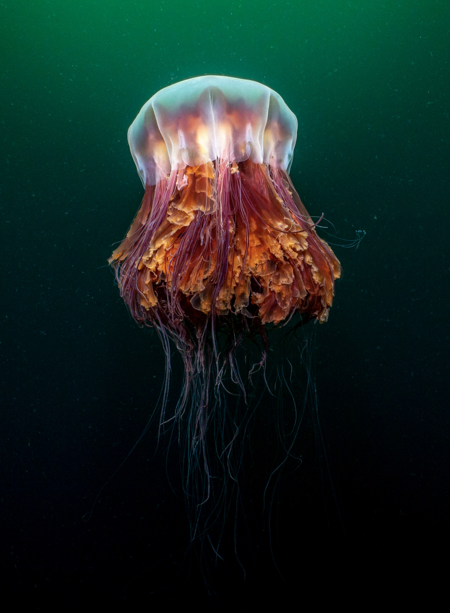 Lion's mane jellyfish