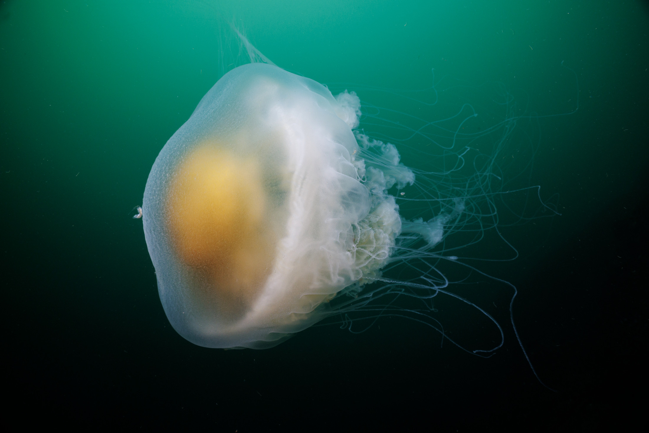 Egg-yolk jellyfish