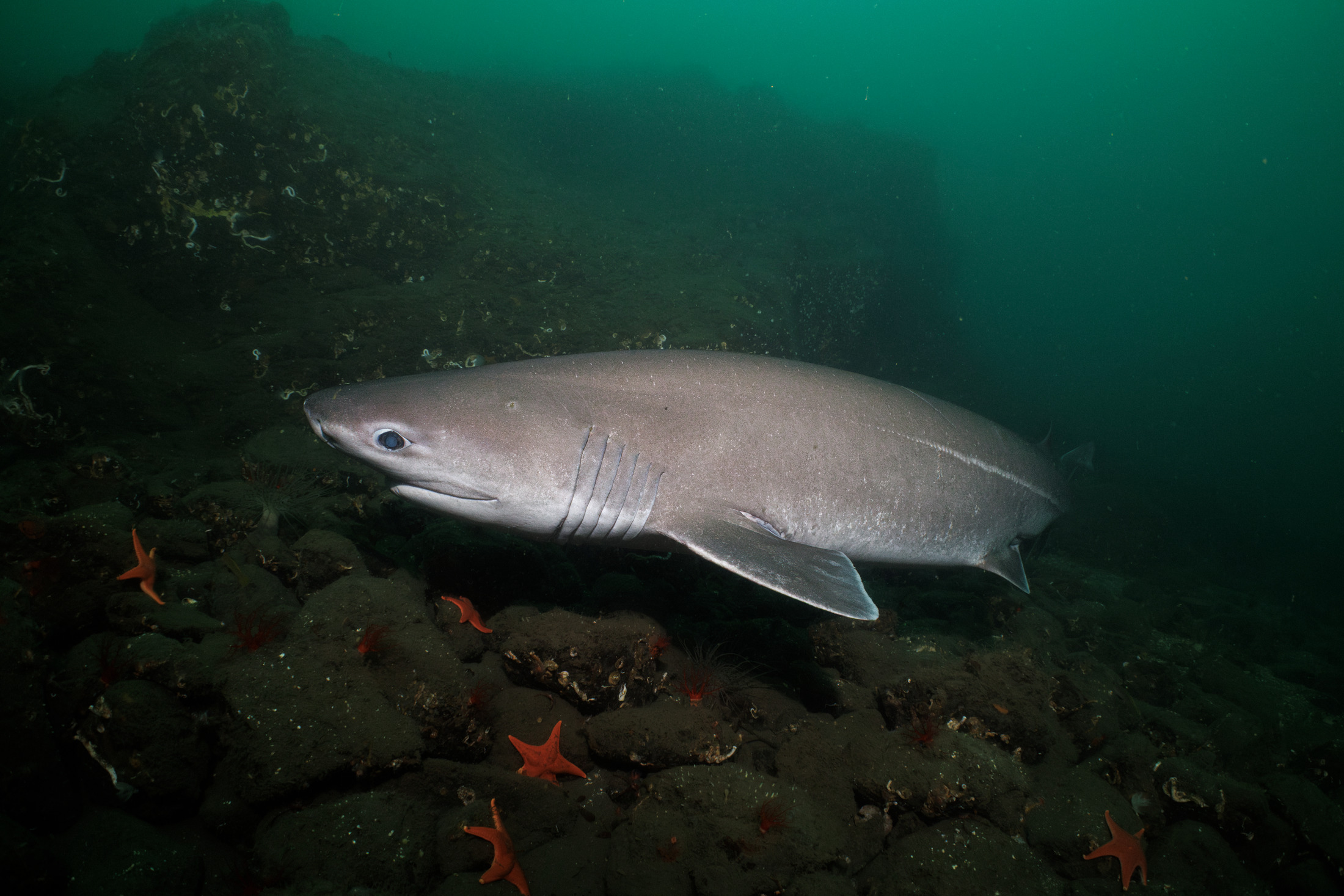Bluntnose sixgill shark