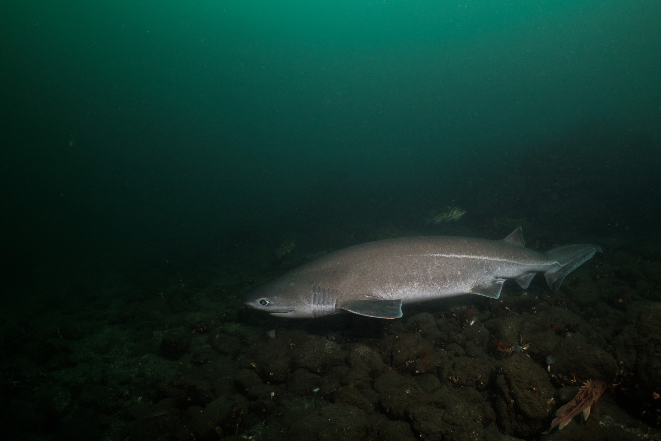 Bluntnose sixgill shark
